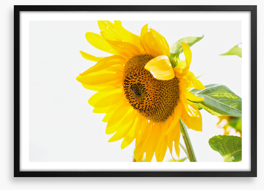 A sunny nature