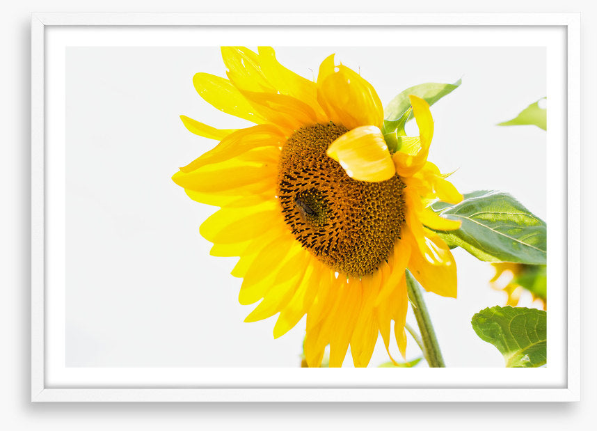 A sunny nature