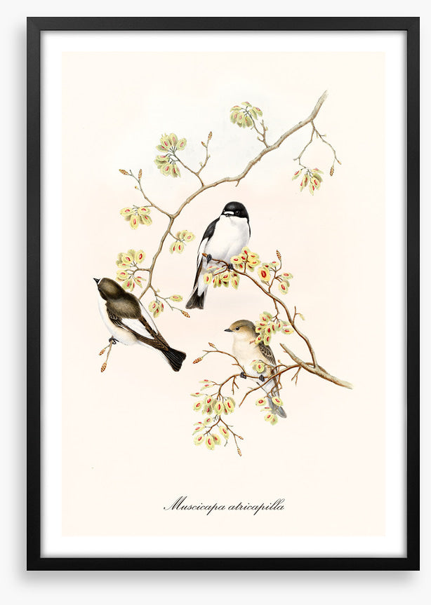 Muscicapa abricapilla