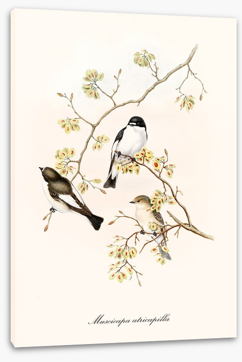 Muscicapa abricapilla