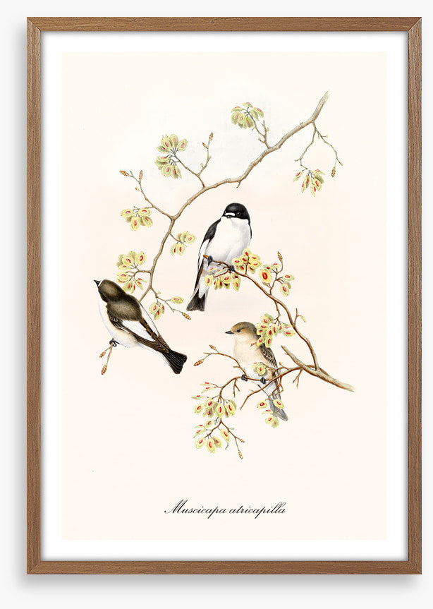 Muscicapa abricapilla