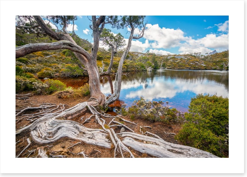 Lakeside gums