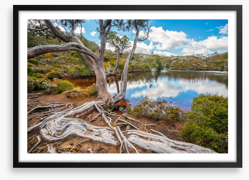 Lakeside gums