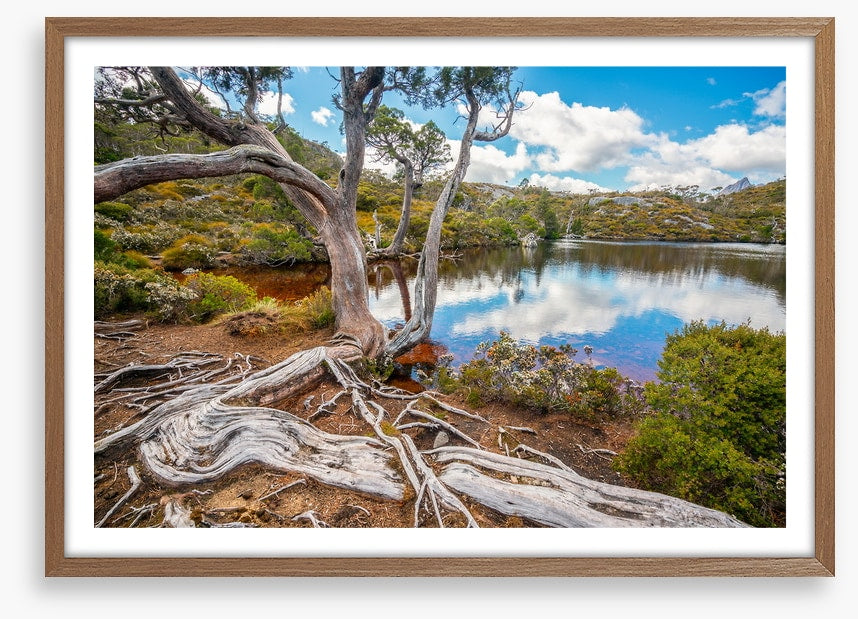 Lakeside gums