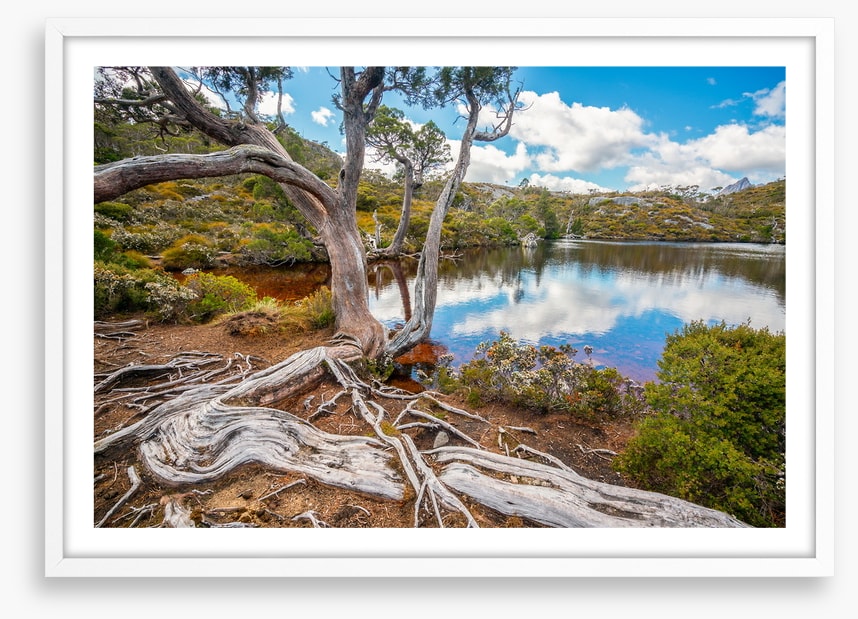 Lakeside gums