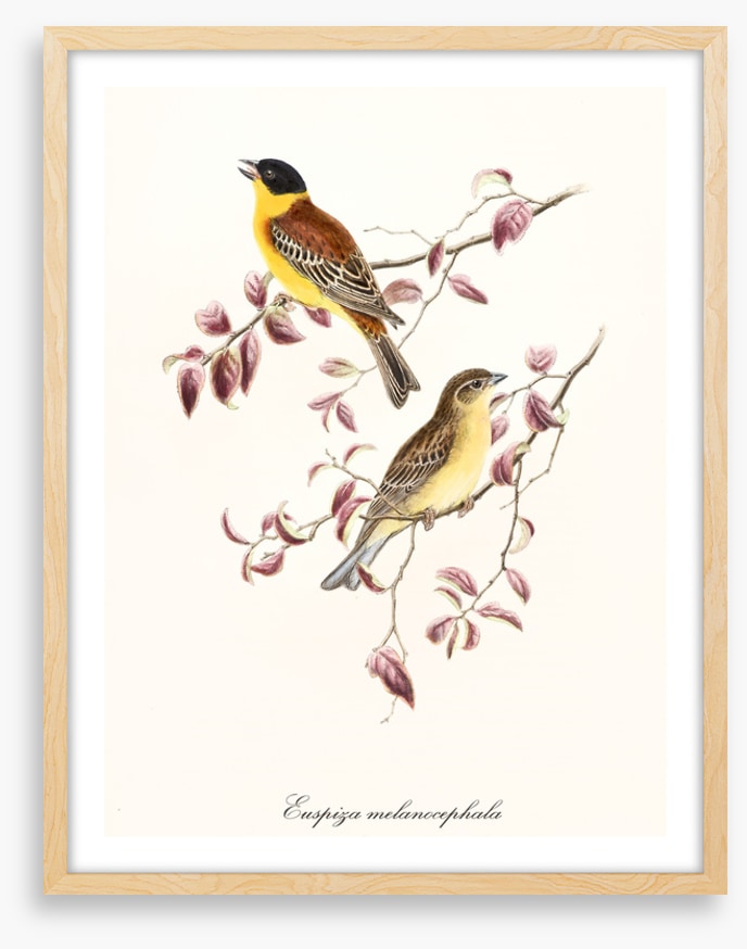 Emberiza melanocephala