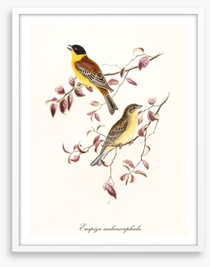 Emberiza melanocephala