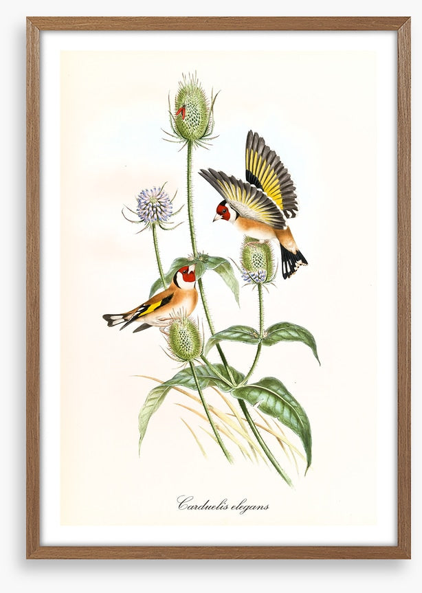 Carduelis carduelis