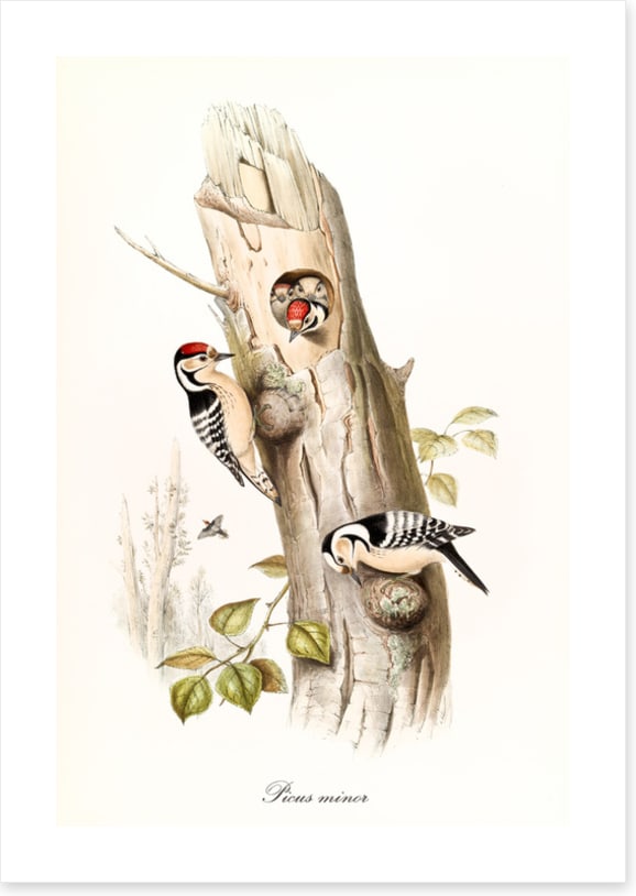 Picus minor
