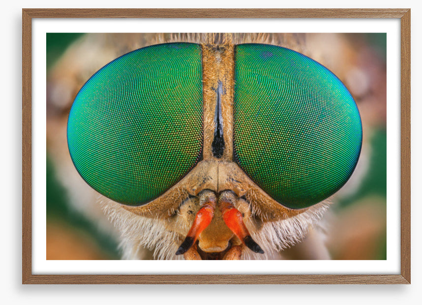 Insects