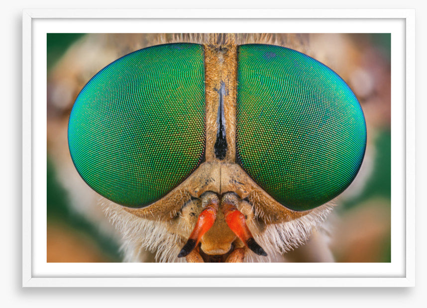 Insects