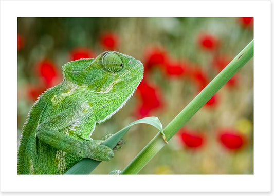 Reptiles / Amphibian