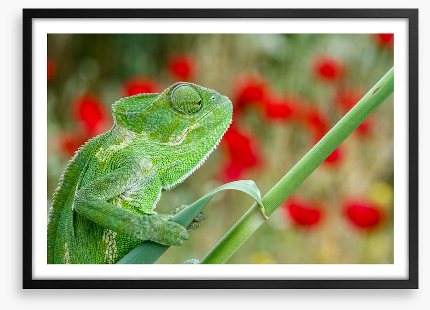 Reptiles / Amphibian