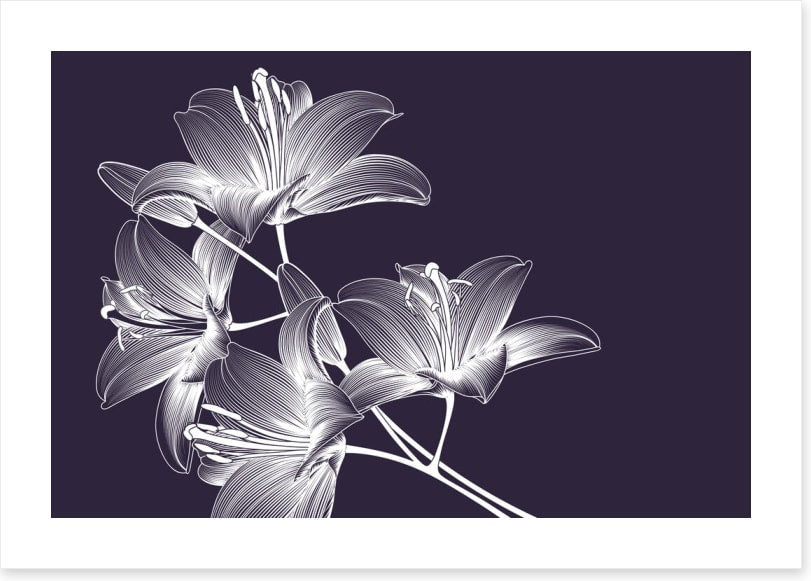 Moonlight lilies