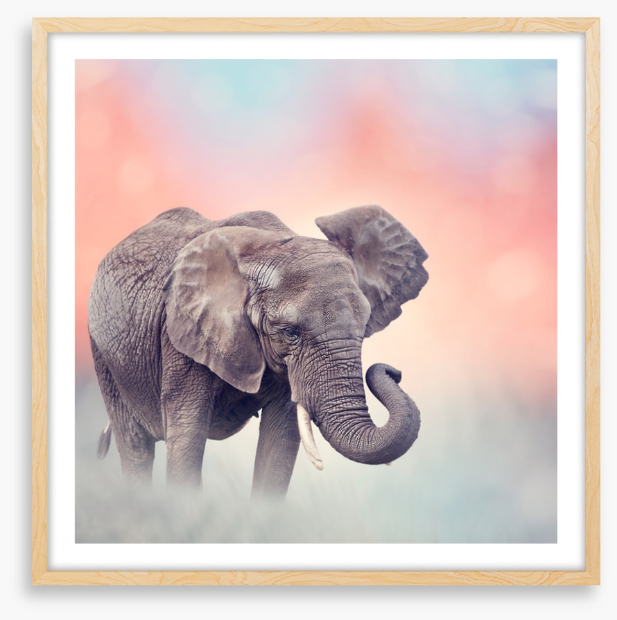 Emerging elephant