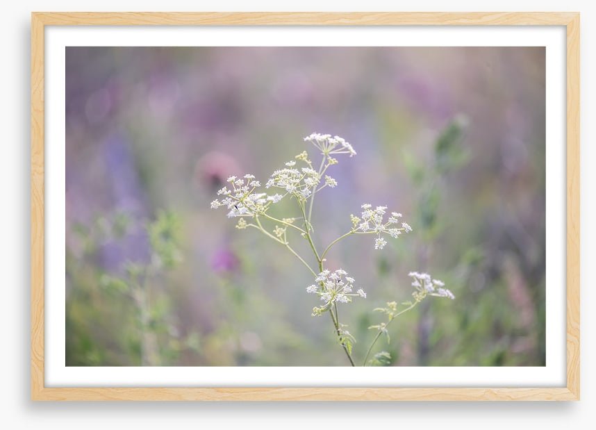 Meadows