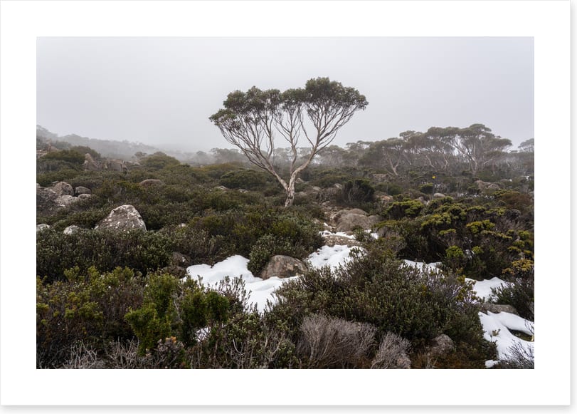 Mt Wellington winter