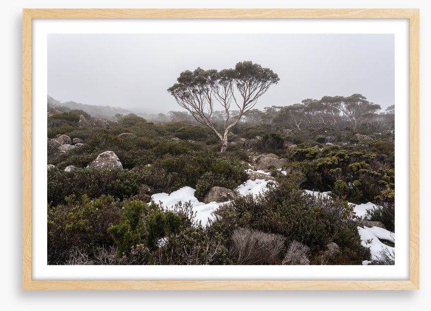 Mt Wellington winter