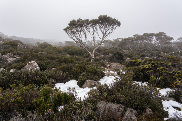 Mt Wellington winter
