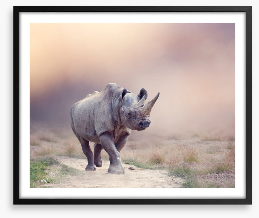 Rhino rumba