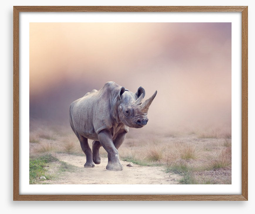 Rhino rumba