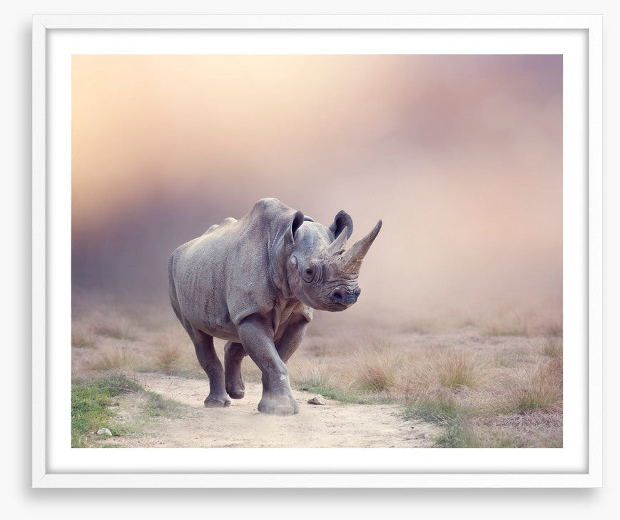 Rhino rumba