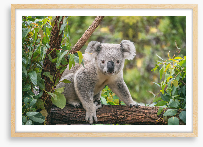 Candid koala