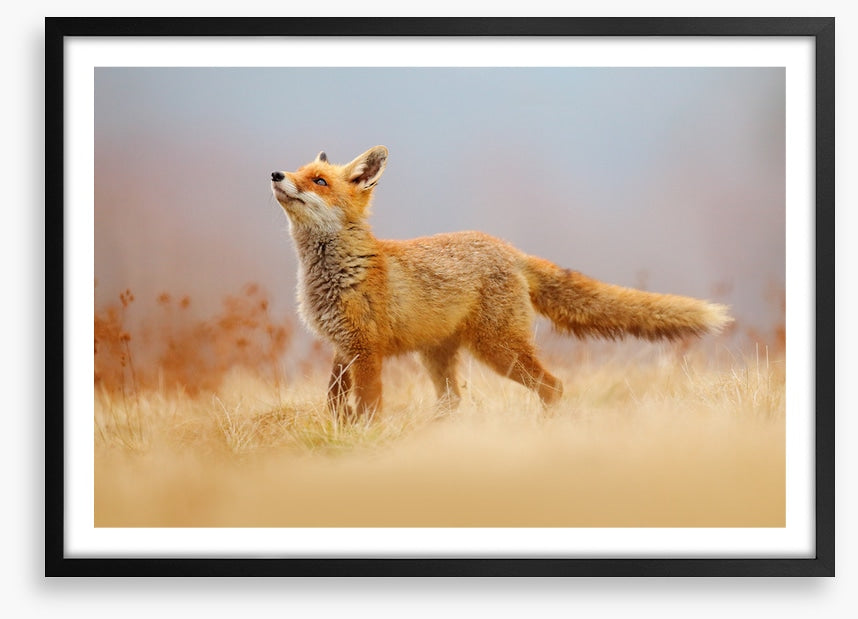 Red fox hunting