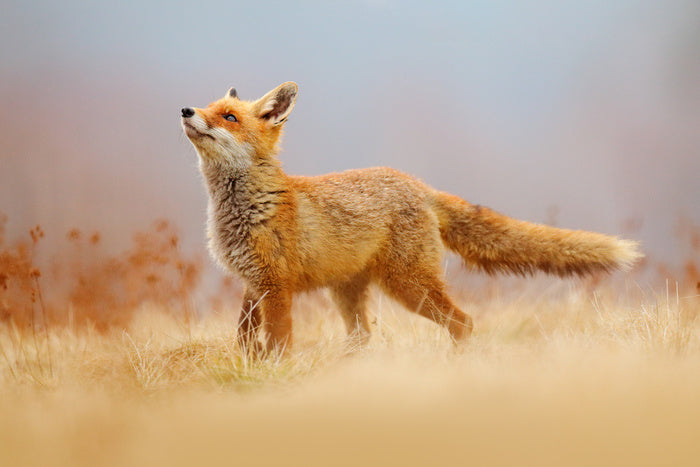 Red fox hunting