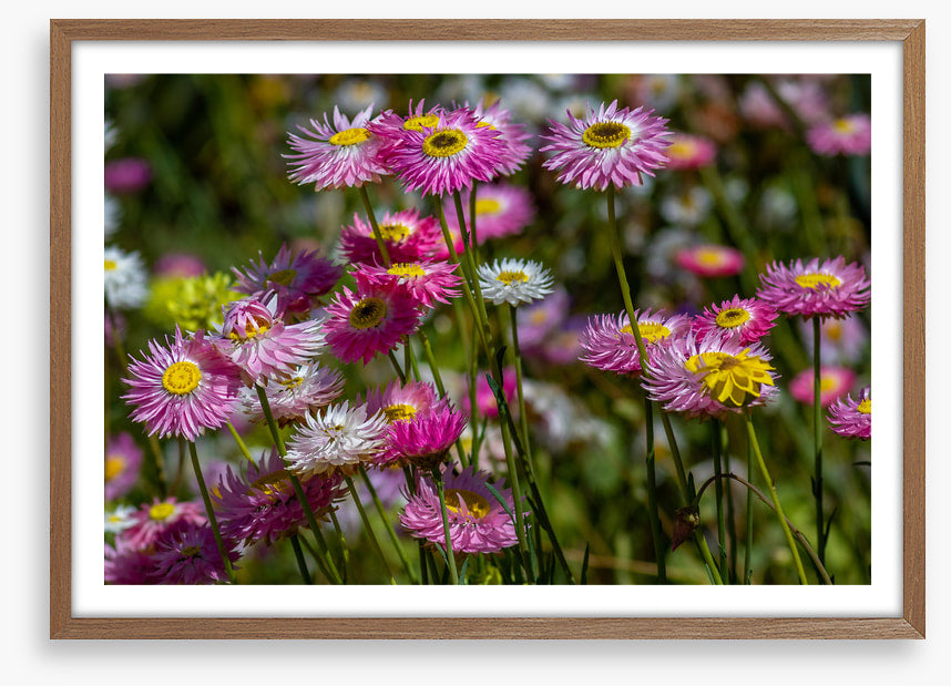 Pink paper daises
