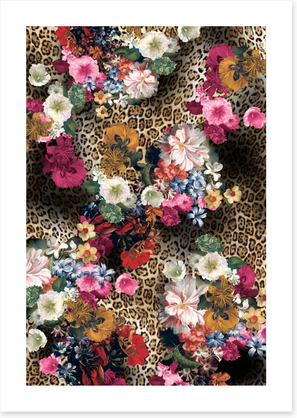 Leopard blooms