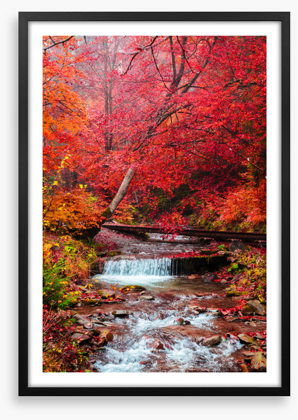 Scarlet forest falls