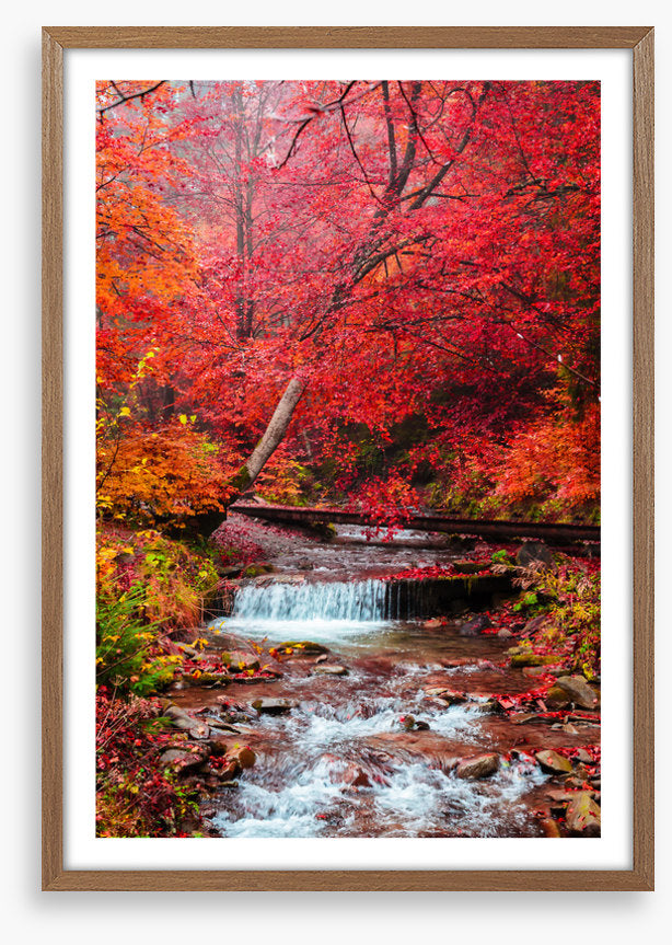 Scarlet forest falls