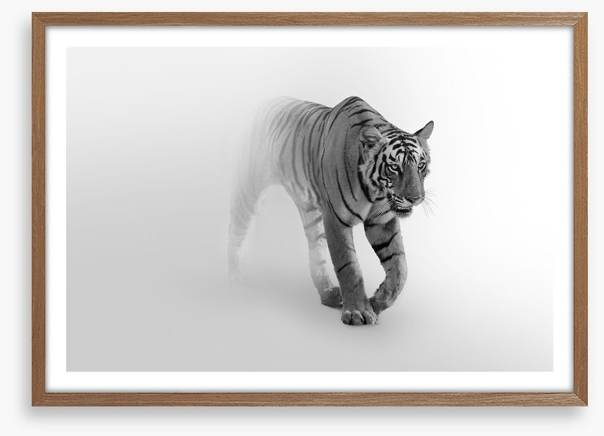 Tiger from the mist