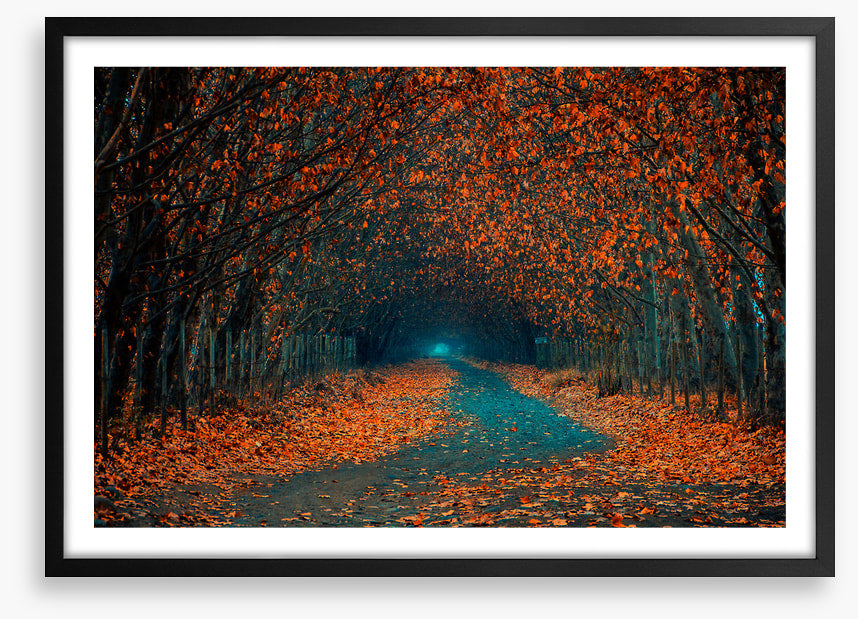 Follow the foliage