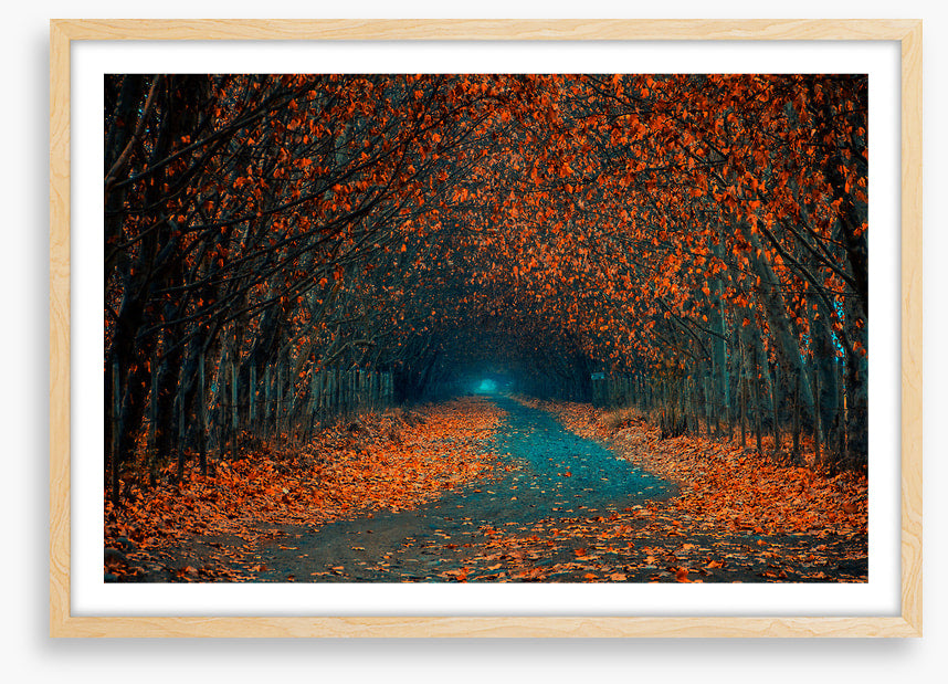 Follow the foliage