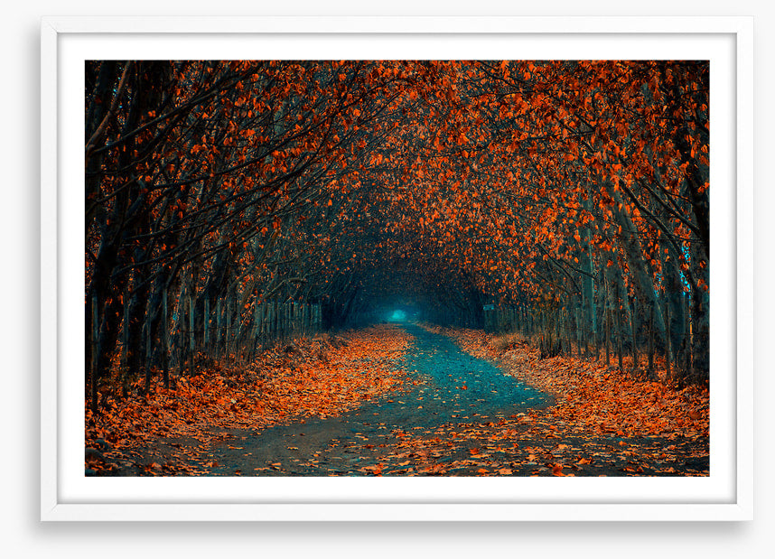 Follow the foliage
