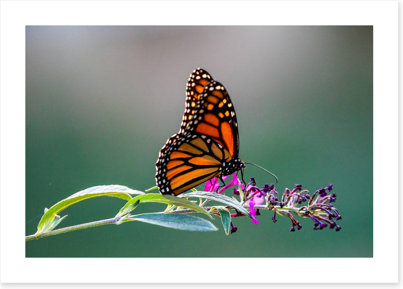 Insects