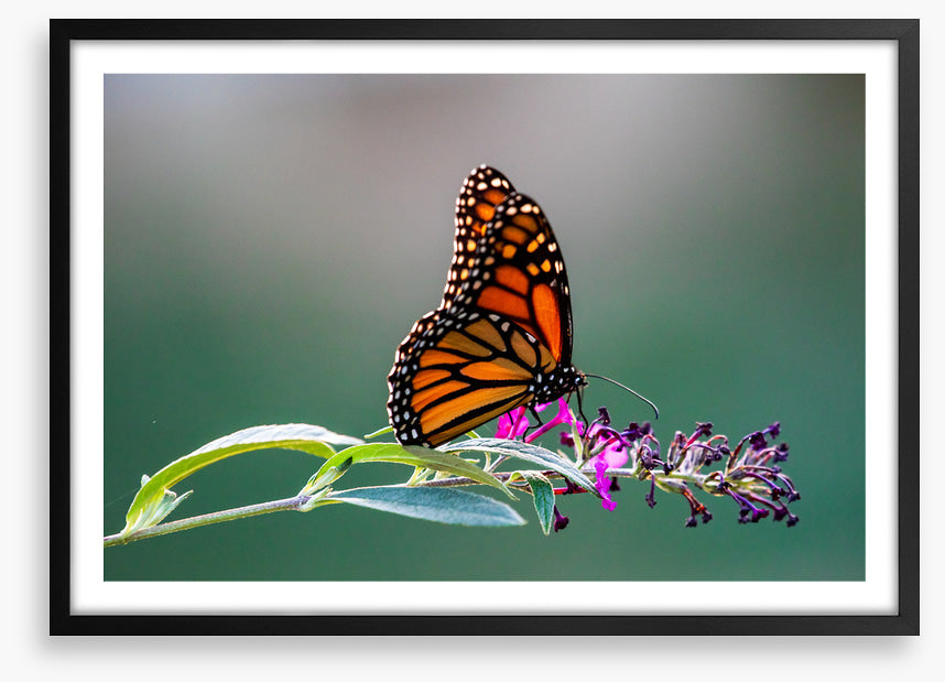 Insects