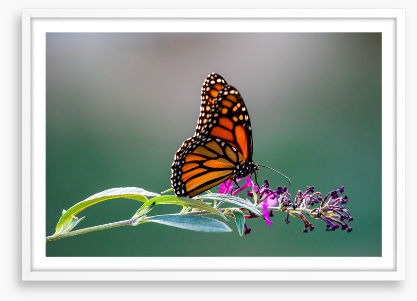 Insects