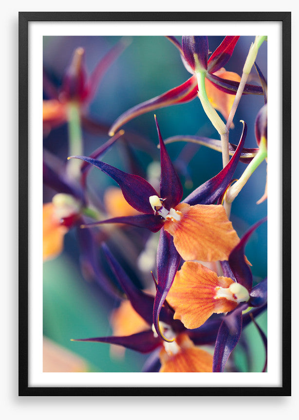 Summer orchids