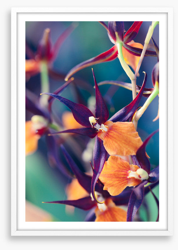 Summer orchids