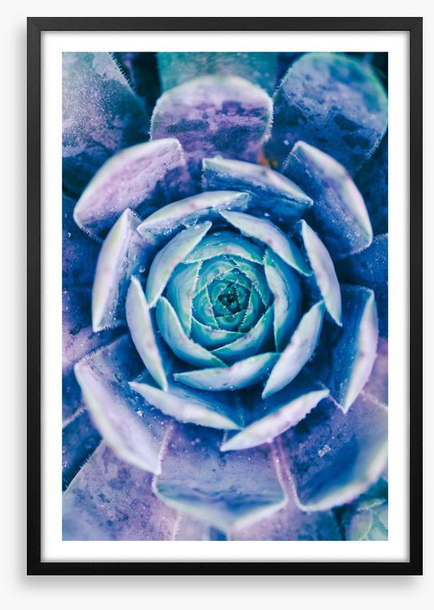 Succulent blues