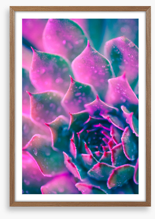 Succulent pinks