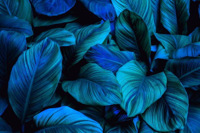 Leafy blues 2