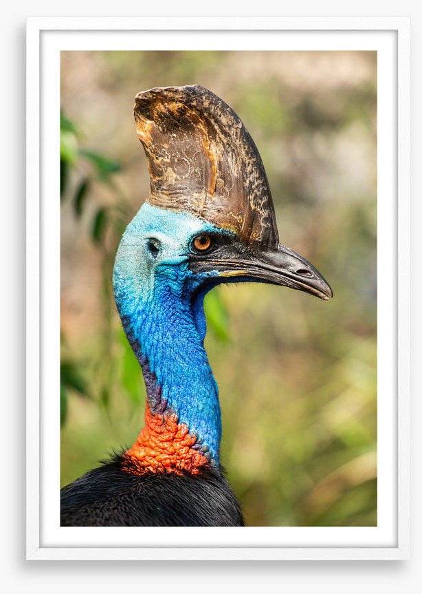 Cassowary casque