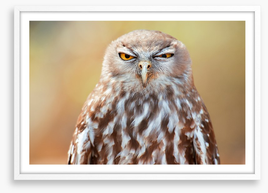 Barking owl wink