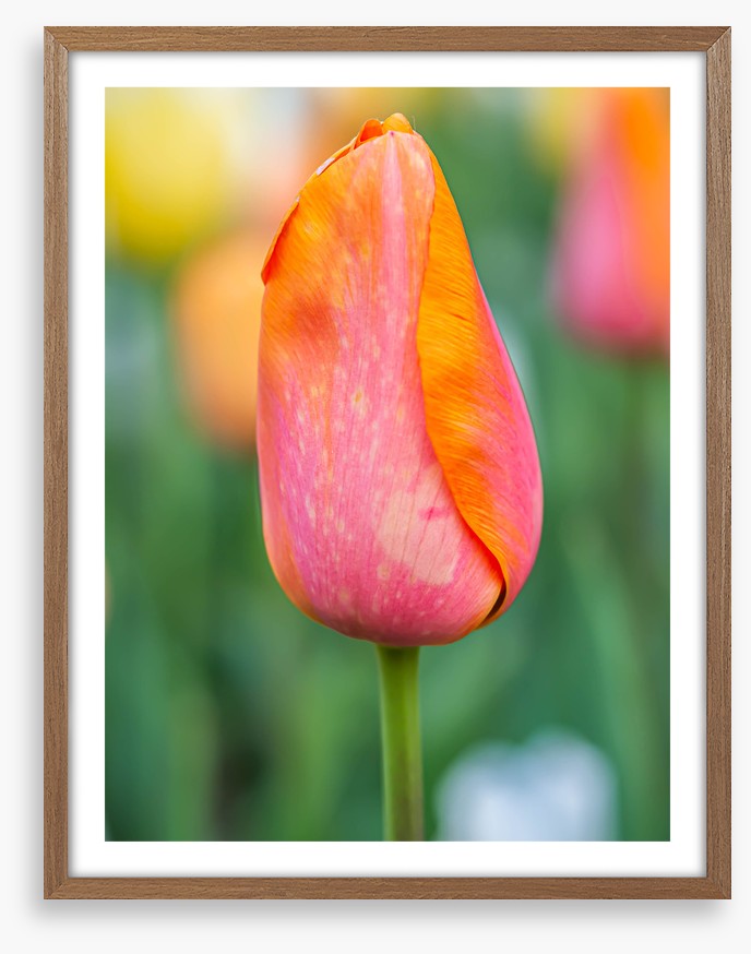Lonely tulip
