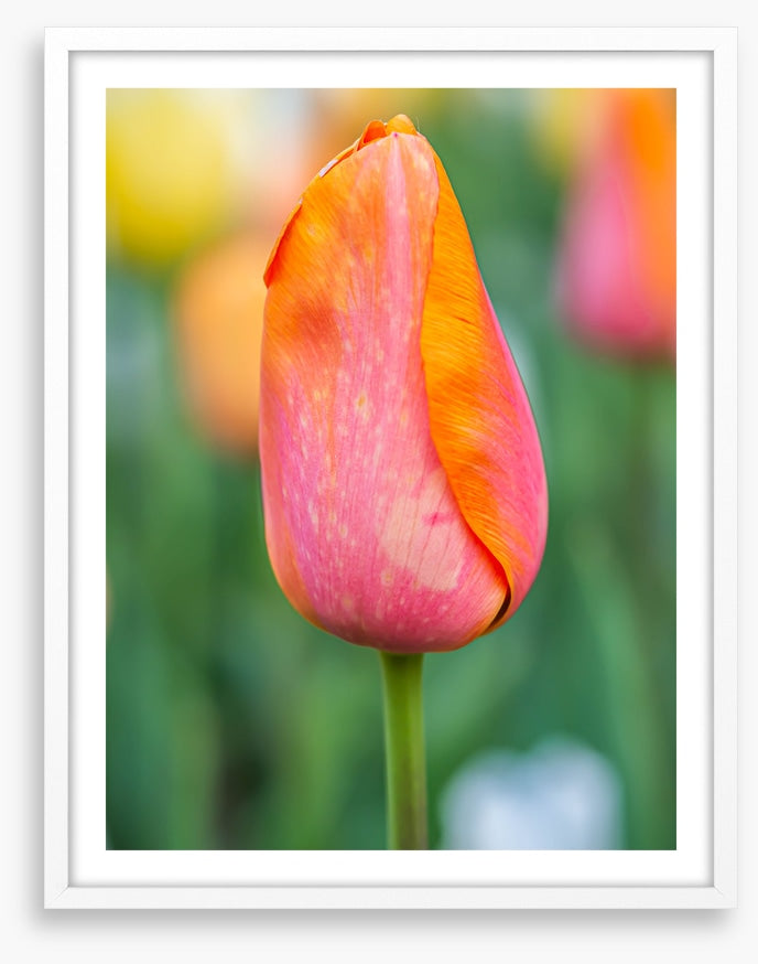 Lonely tulip