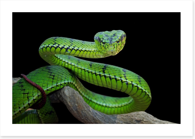 Vivid green viper